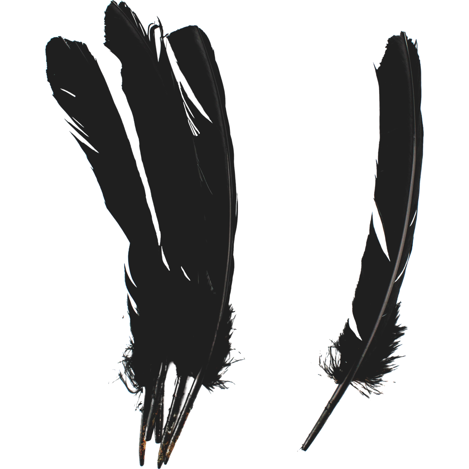 Black Feathers 28cm (Pack of 6)
