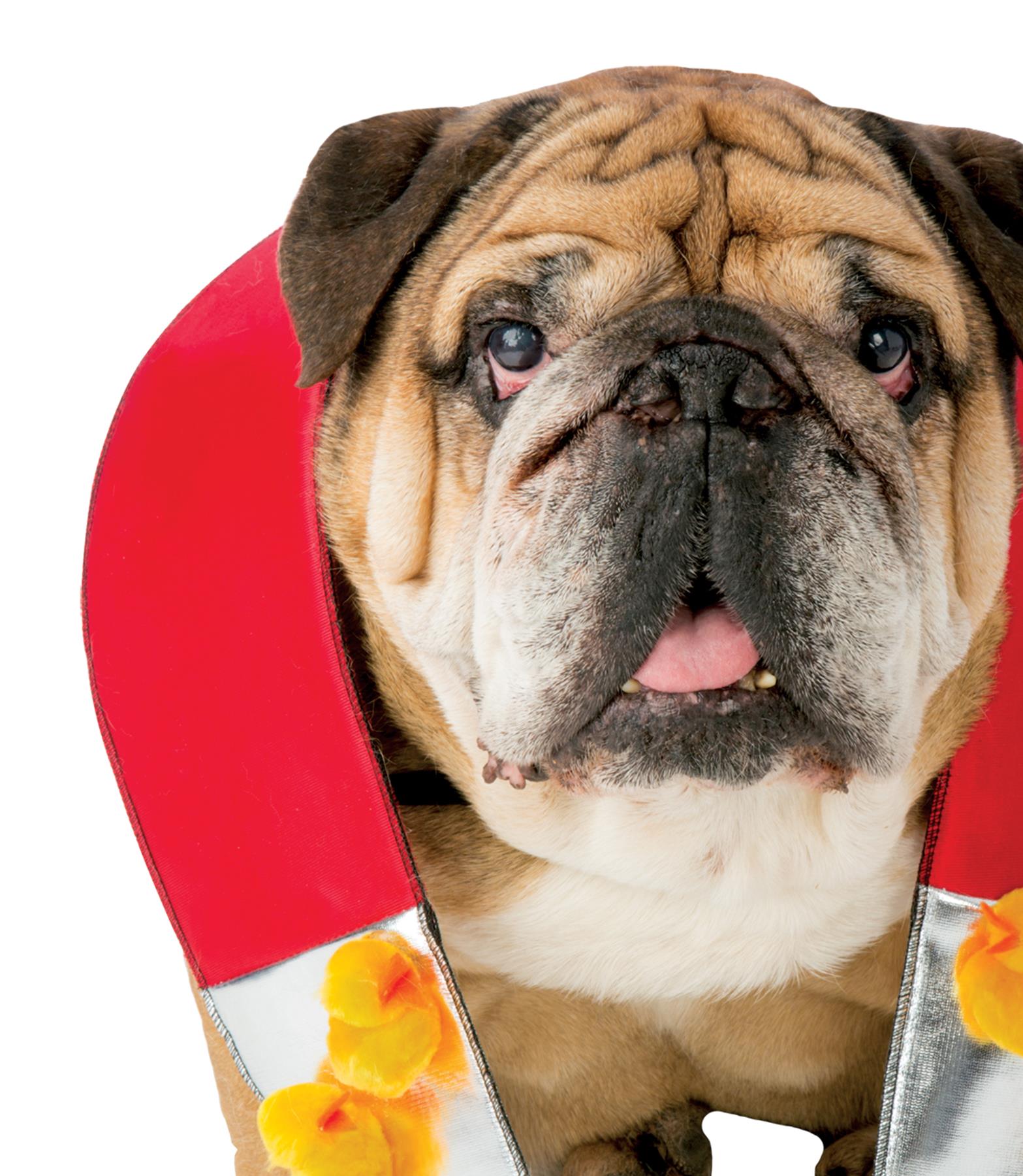 Zelda Chick Magnet Pet Costume