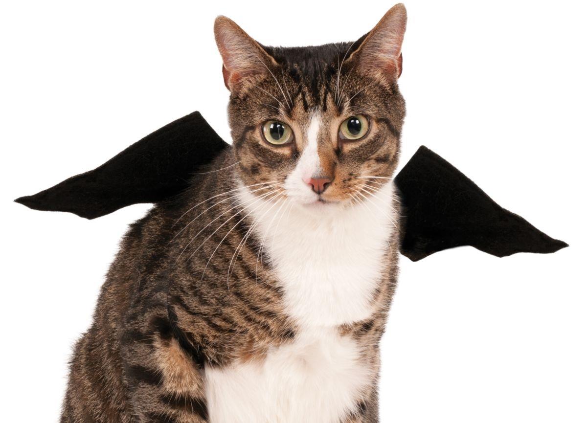 Bat Wings Pet Costume