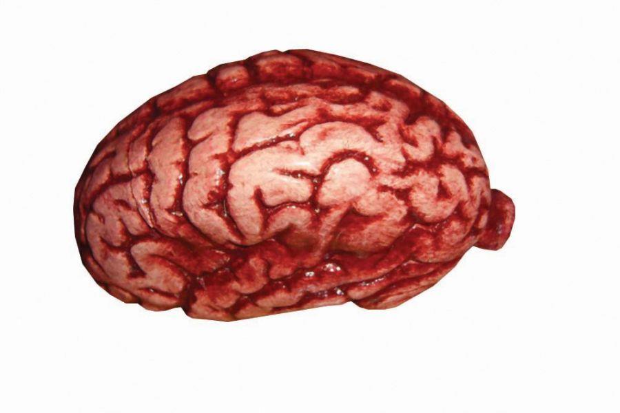 Brain Latex Prop