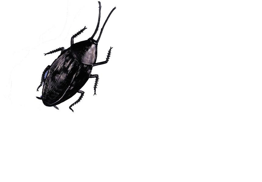 Cockroach Giant Halloween Prop