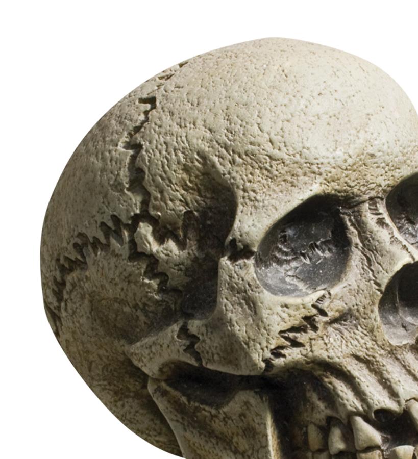 Rotting Skull Halloween Prop