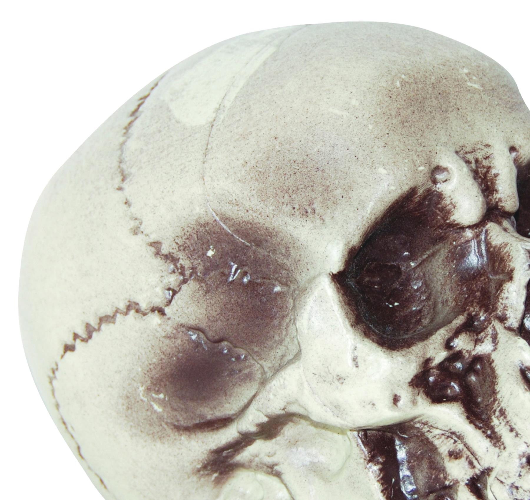 Realistic Skull 7 inch Halloween Prop