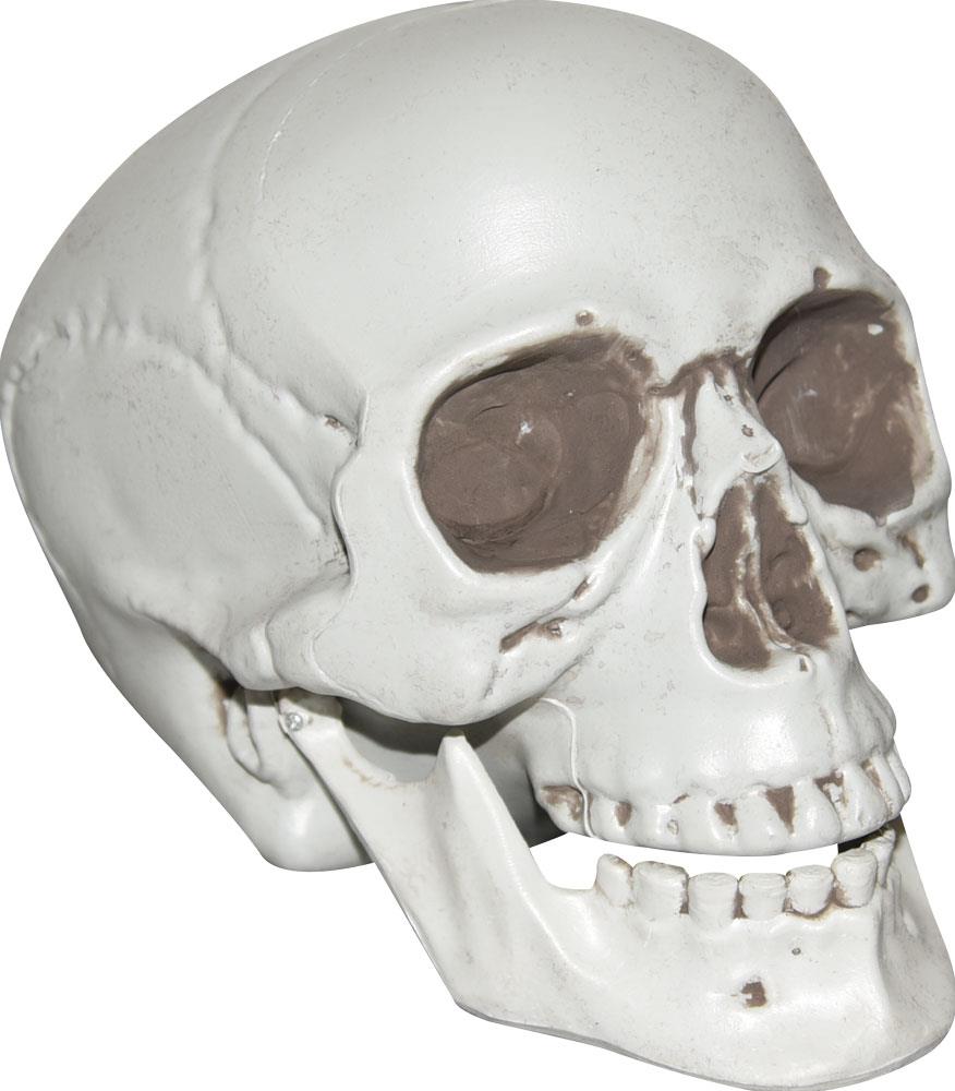 Movable Jaw Talking Skull Halloween Prop