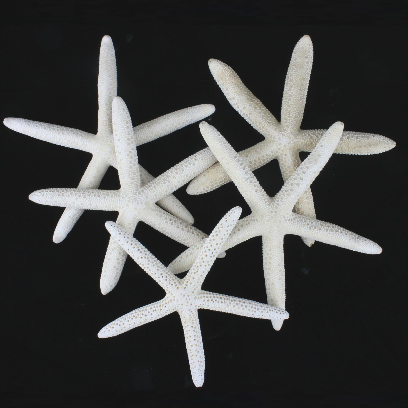 Large Finger Starfish (Pack of 5)